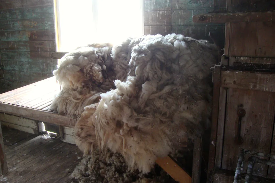 Raw fleece resting on a wooden bench in a shearing shed, lit by daylight from a window