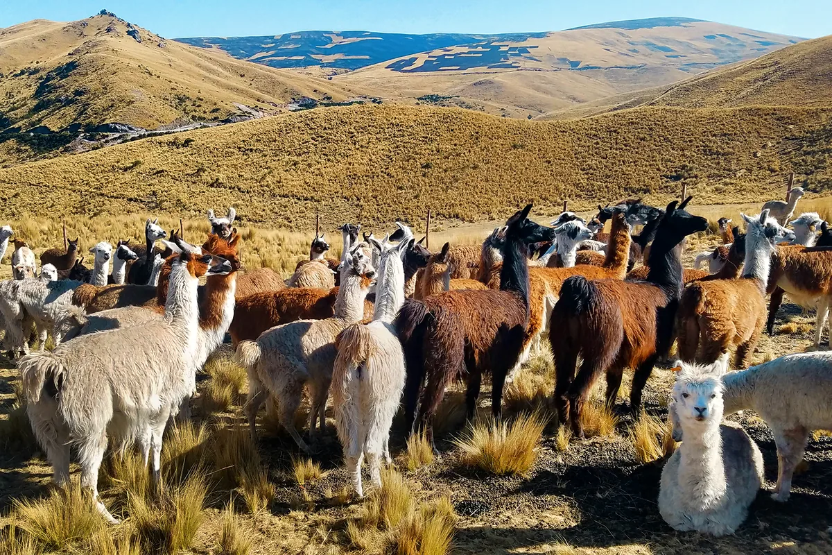 Mixed herd of alpacas and llamas gathered in a highland corral, dry grass and hills behind