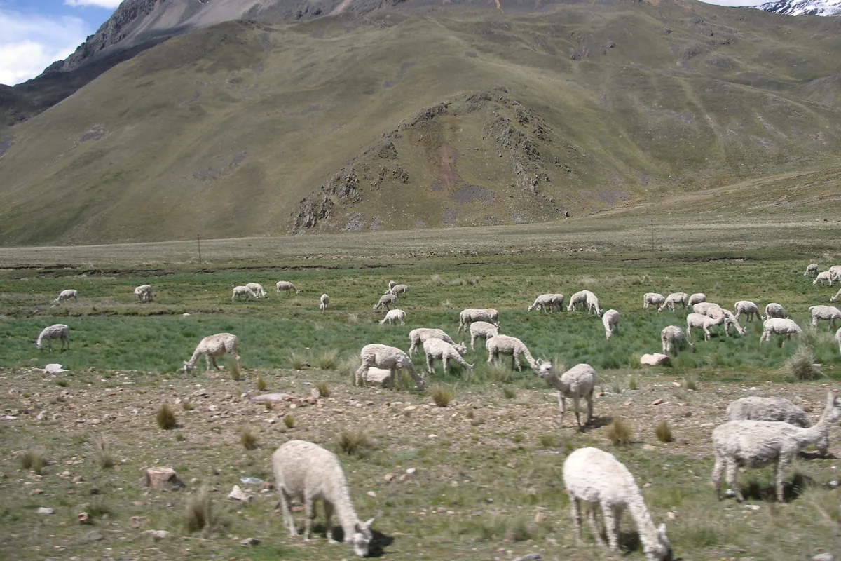 Alpacas grazing on open highland pasture below a bare mountain slope